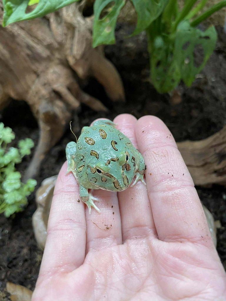 Rohatky Samurai strawberry pikachu apricot albino