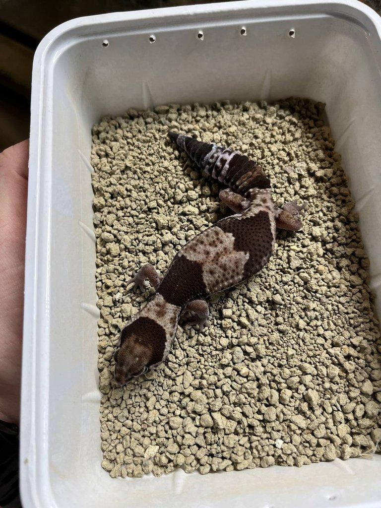 0.0.4 Phelsuma graandis HR