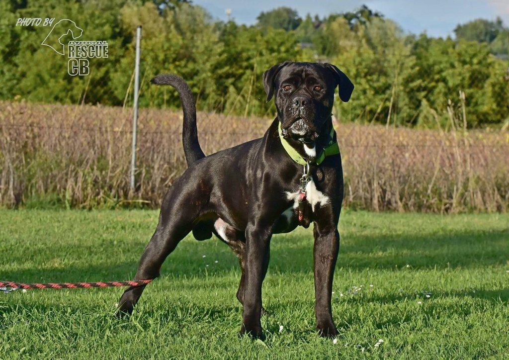Darujeme nalezeného křížence Cane Corso