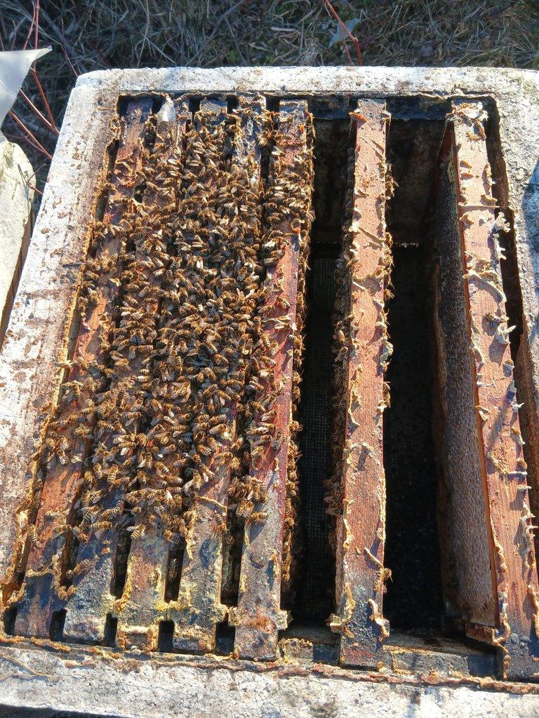 vyzimovaná včelstva - oddělky Langstroth 3/4