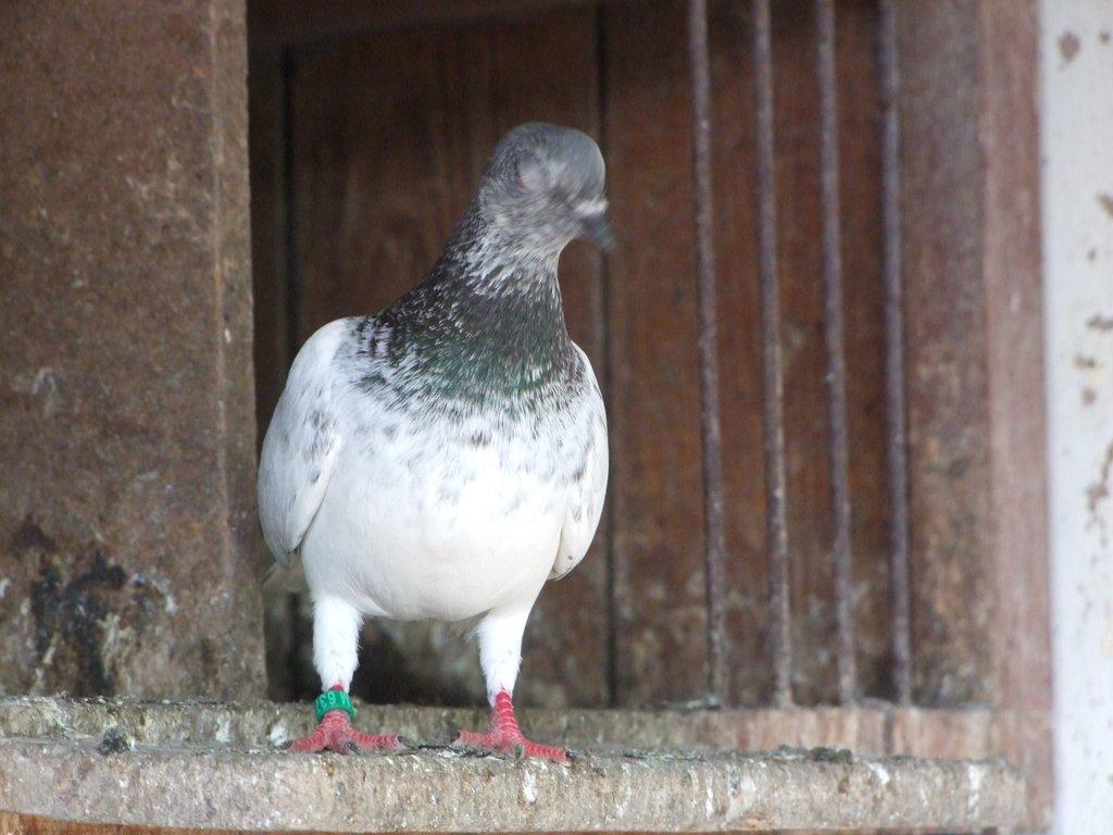 budapeštské vysokoletce