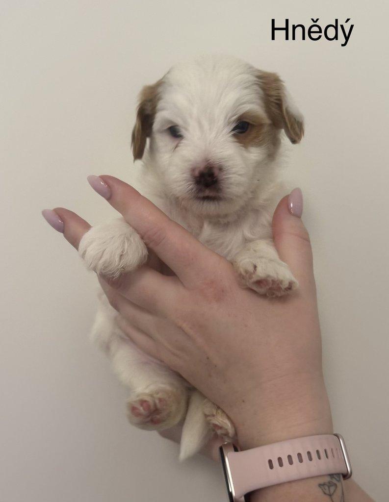 Nabízím k rezervaci štěňátka biewer teriér bez PP