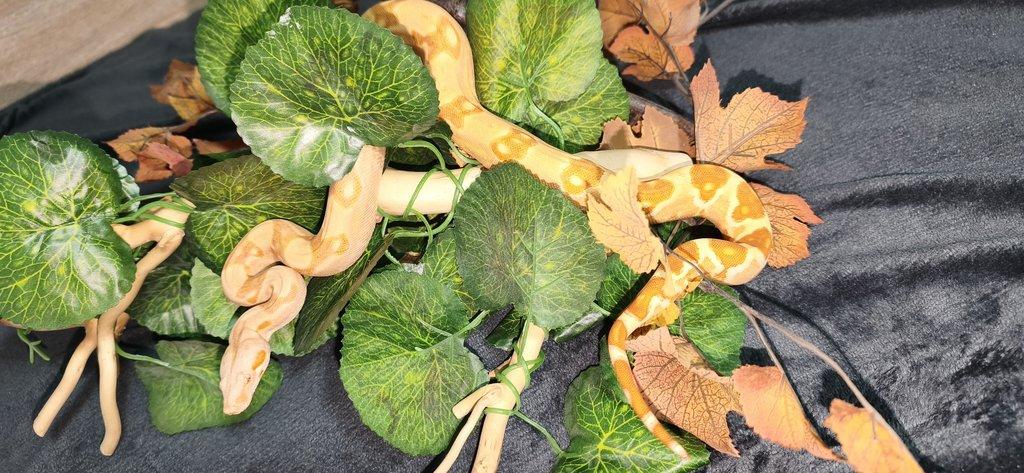 Boa constriktor sunglow