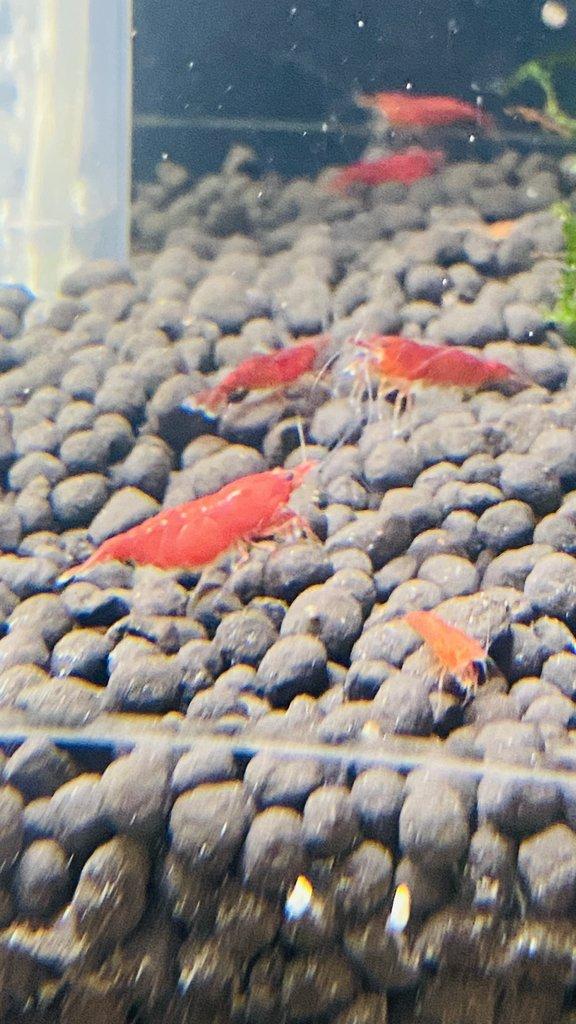 Prodám krevetky Bloody Mary.