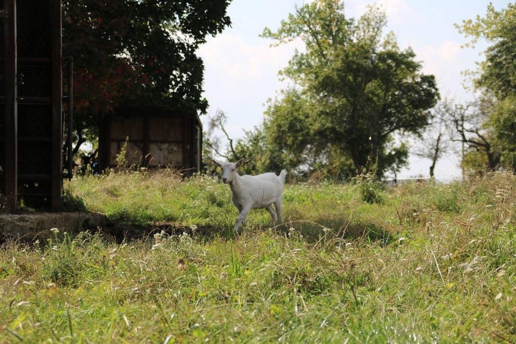 Pronájem celé samostatné stáje s výběhy