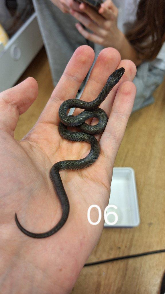 Prodám P. guttatus, B. fulignosus a P. regius