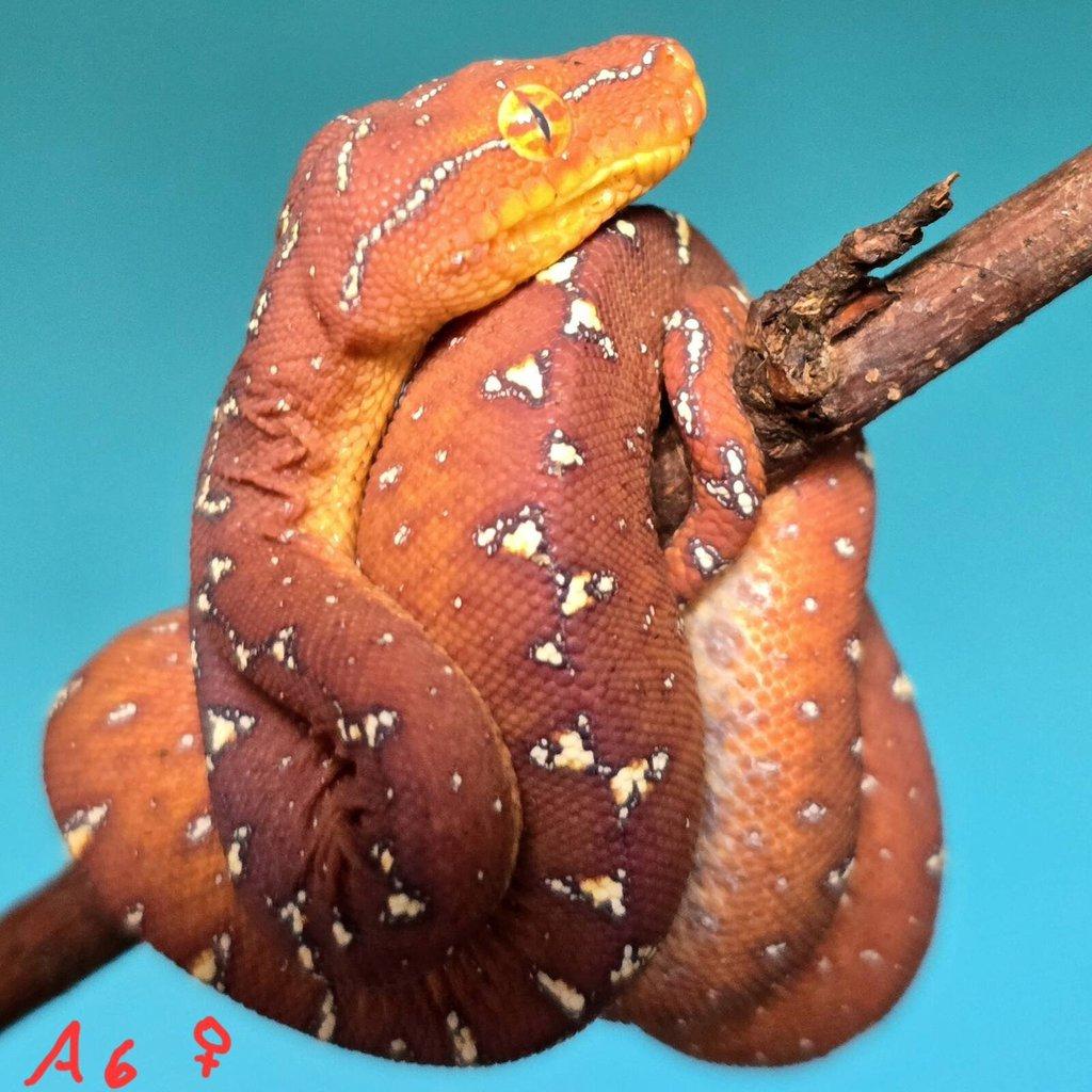 Morelia azurea pulcher (viridis)