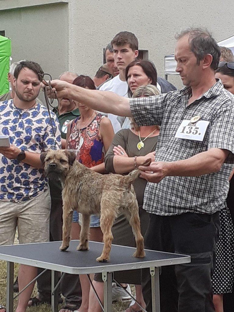 Štěňátka border teriéra