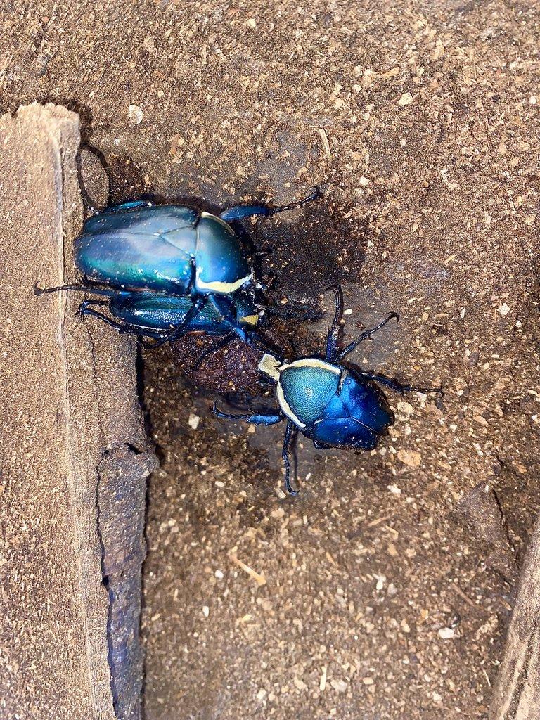 Živá Exotika 7.2. Brouci, Larvy