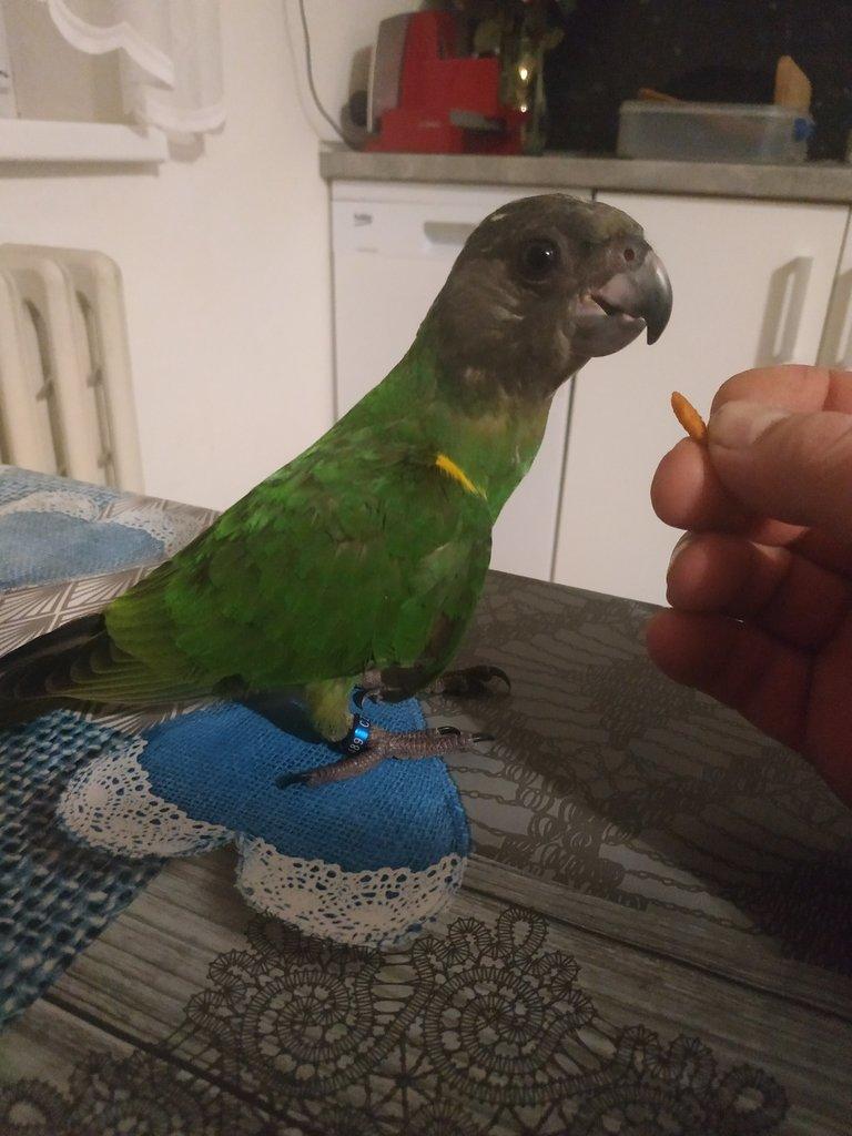 Papoušek senegalský oranžovobřichý