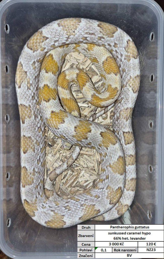 Pantherophis guttatus
