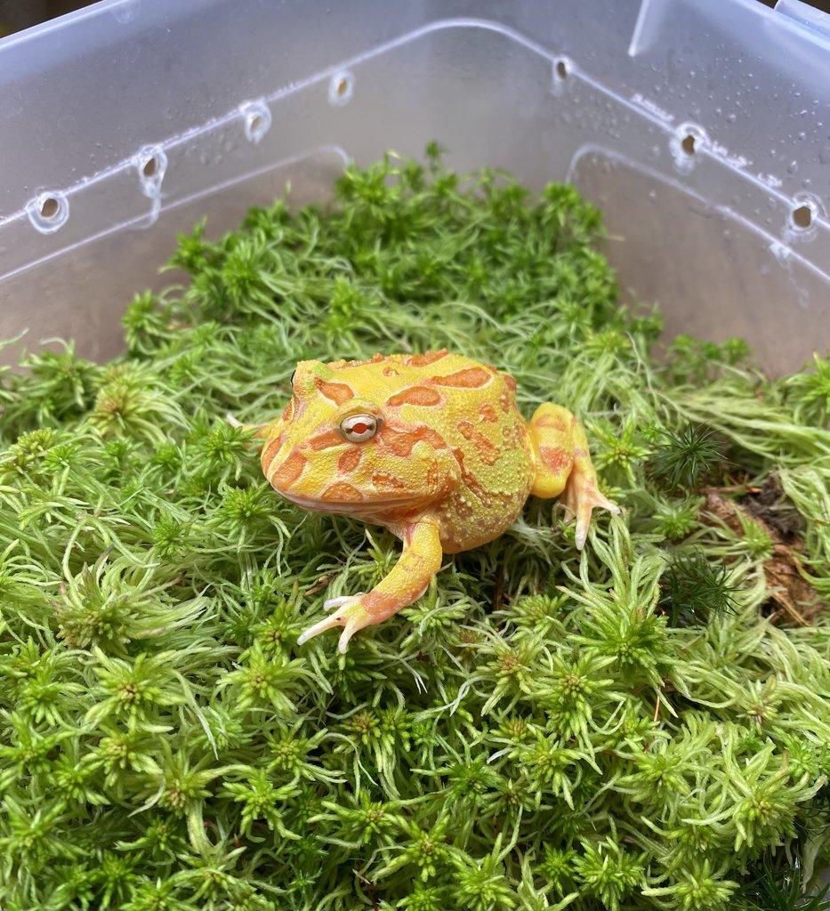 Rohatky Samurai strawberry pikachu apricot albino
