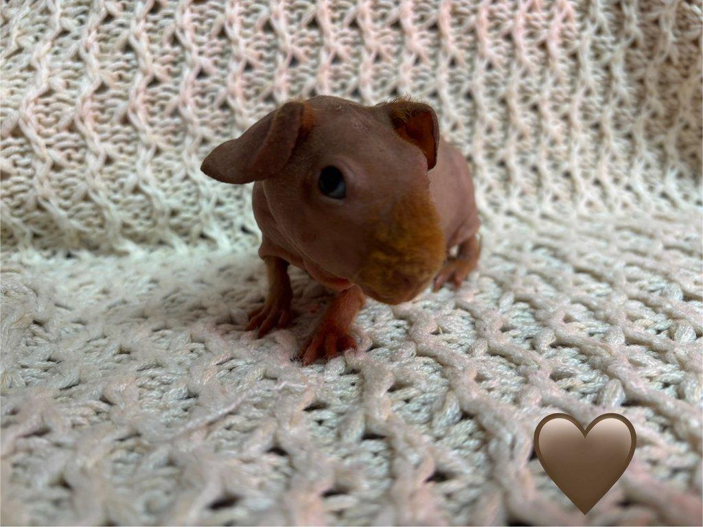 Skinny morčátka, samečci s PP