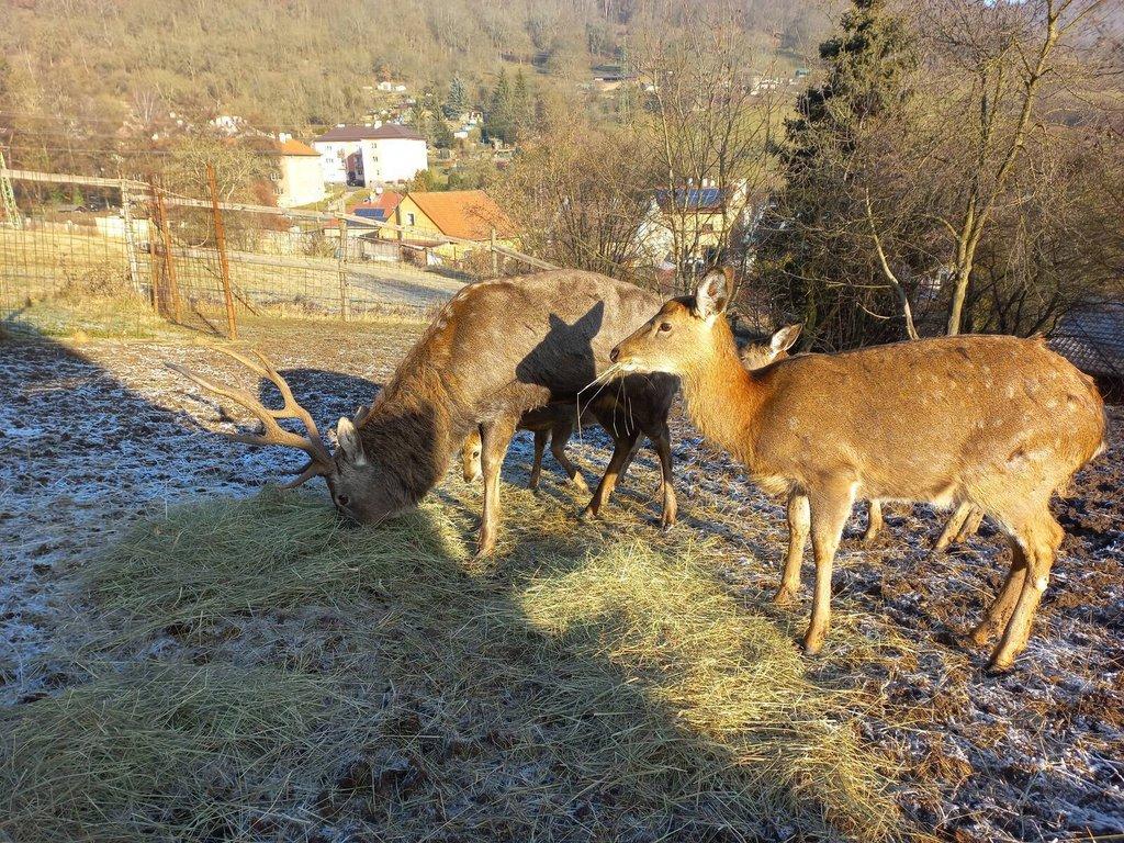 Jelen sika Dybowského