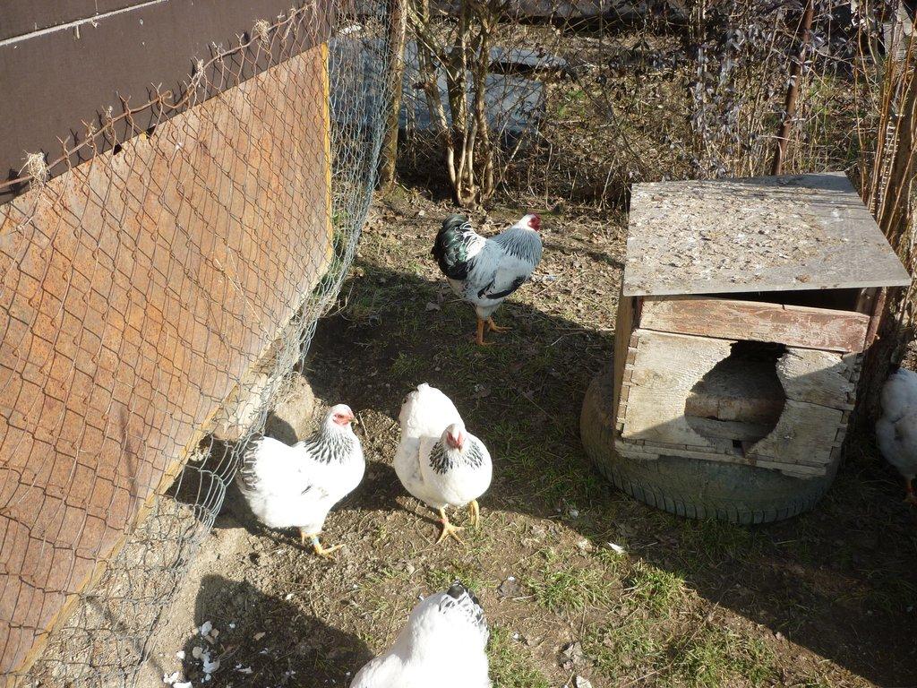 zdr. vyandotka kolumbie 1,3