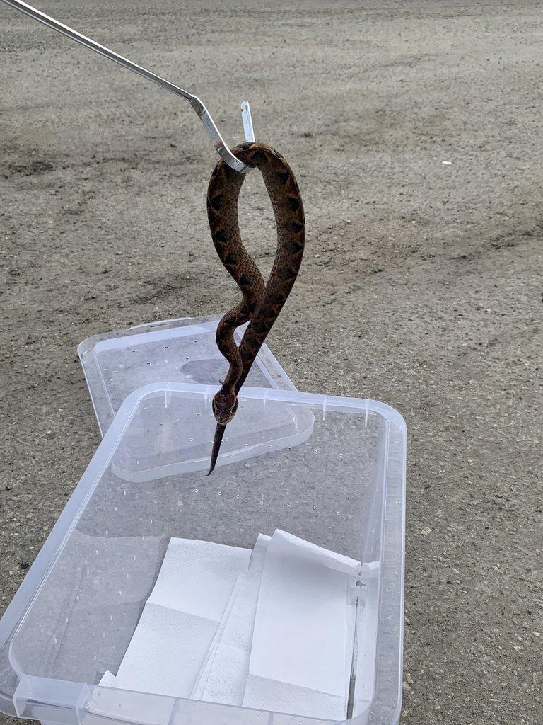 Calloselesma Rhodostoma komplet set