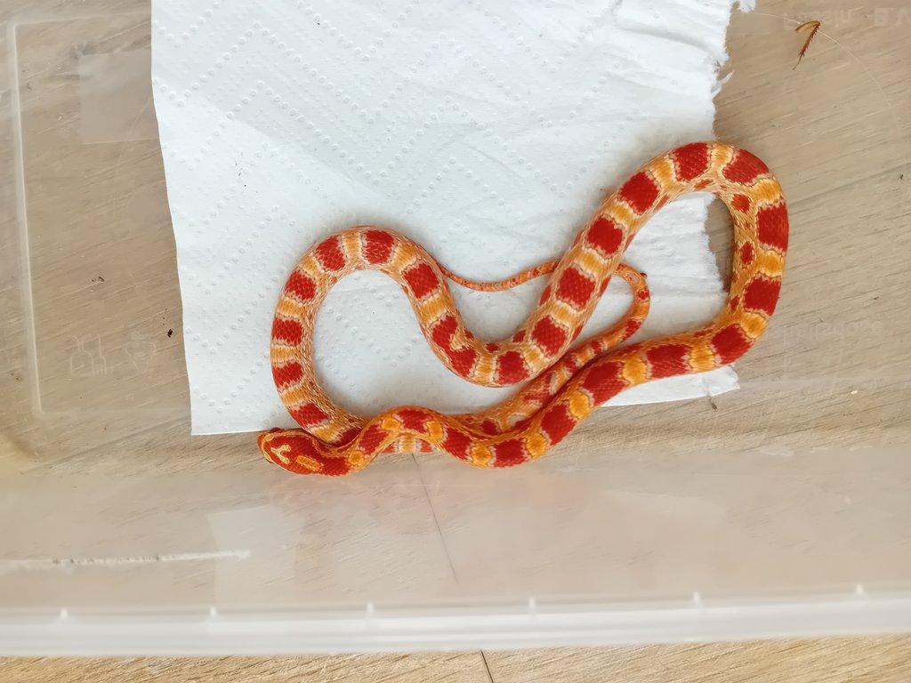 Užovka červená het. Scaleless