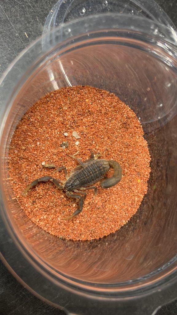 Štíři - vánoční akce do 15.12.