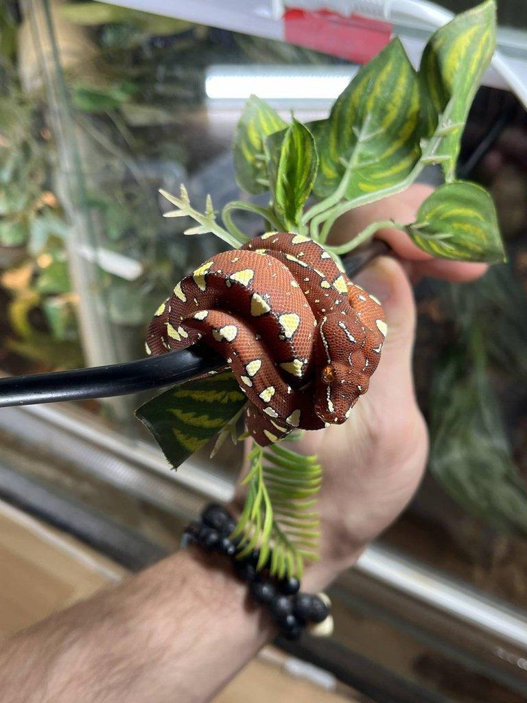 Morelia viridis Cyclop