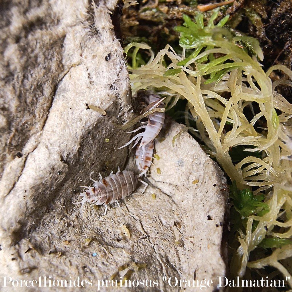 ISOPODY·STÍNKY - Aquatera Olomouc 23.11. / Akce 2+1