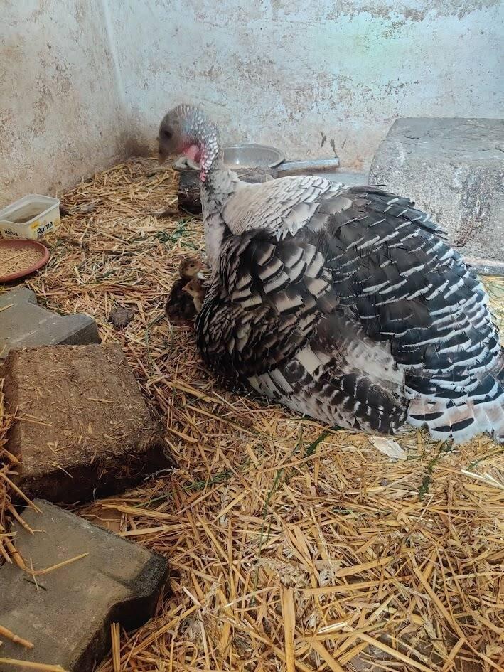 Prodám krůťata - 1 týden stará