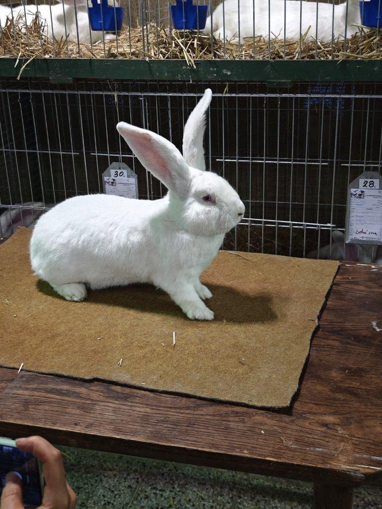 Belgický obr bílý červenooky