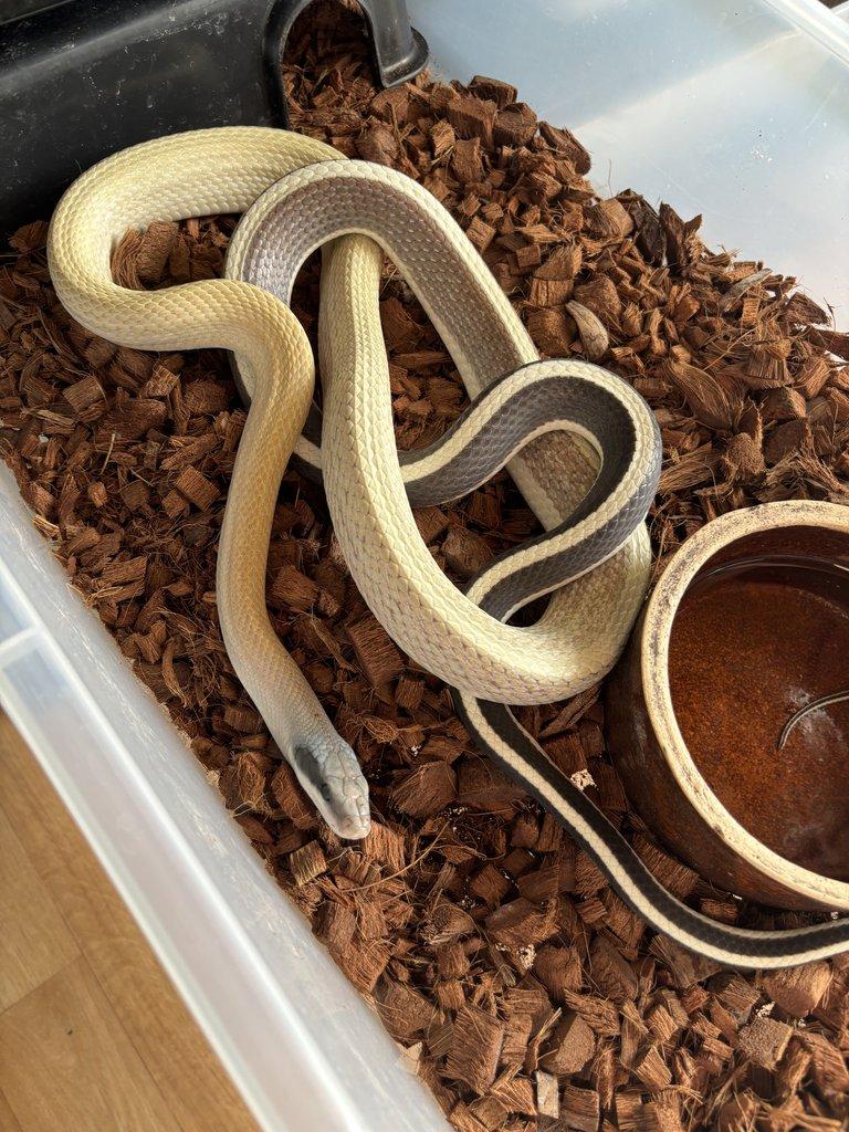 Leiopython albertisii,meridionalis