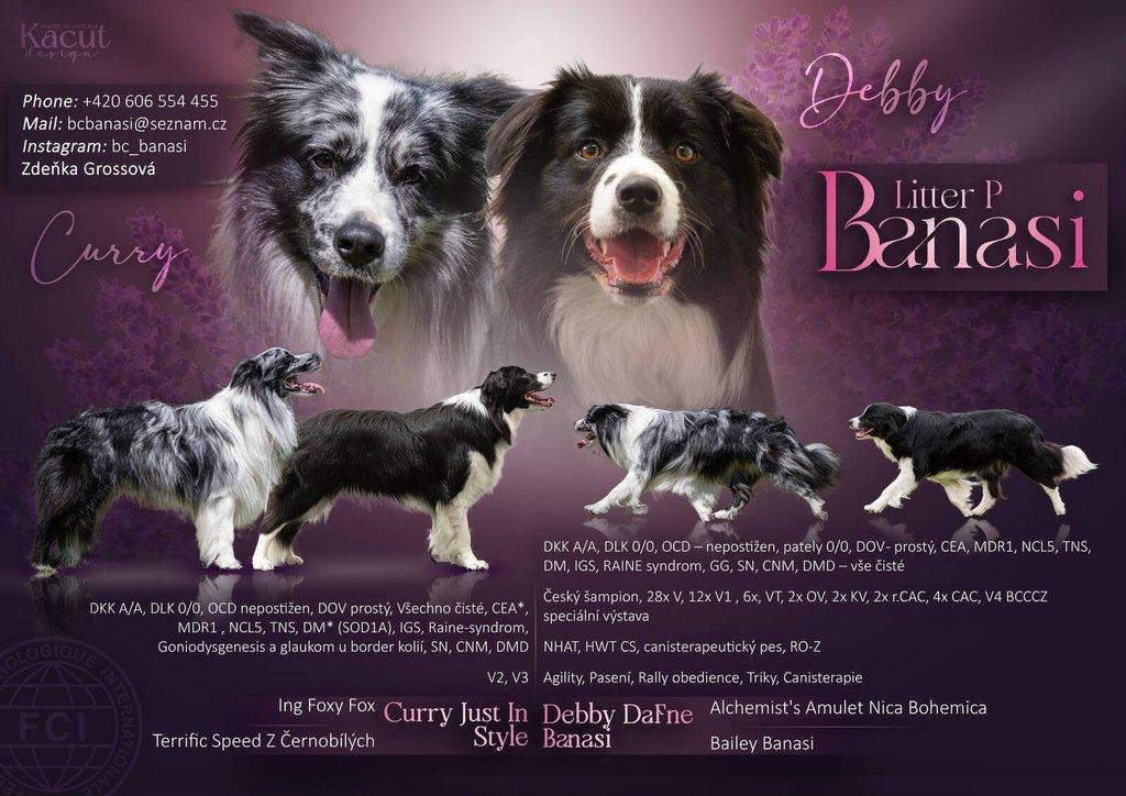 Border Collie s PP/ Border Kolie s PP