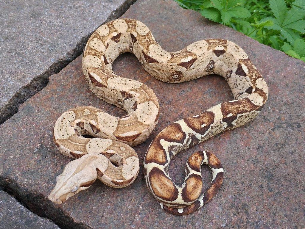 Boa imperator - Scoria Paradigm, IMG Arctic, IMG Paradigm