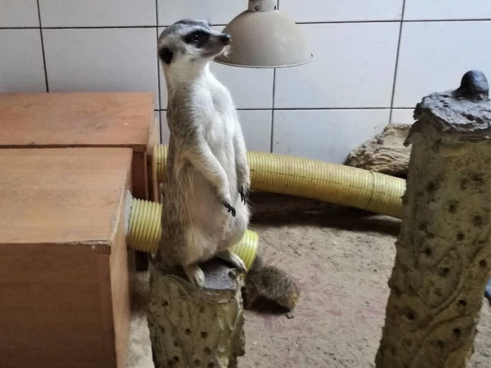Prodám surikaty