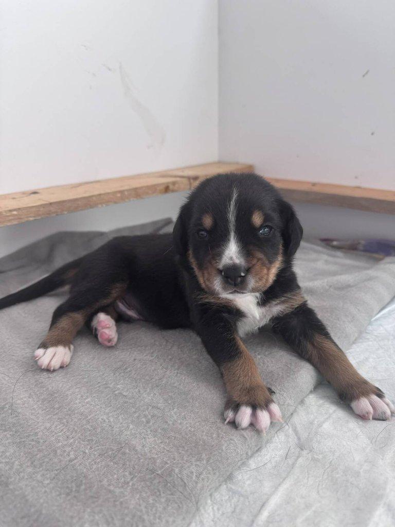 Nabízím štěňátka plemeno Velký švýcarský salašnický pes s PP