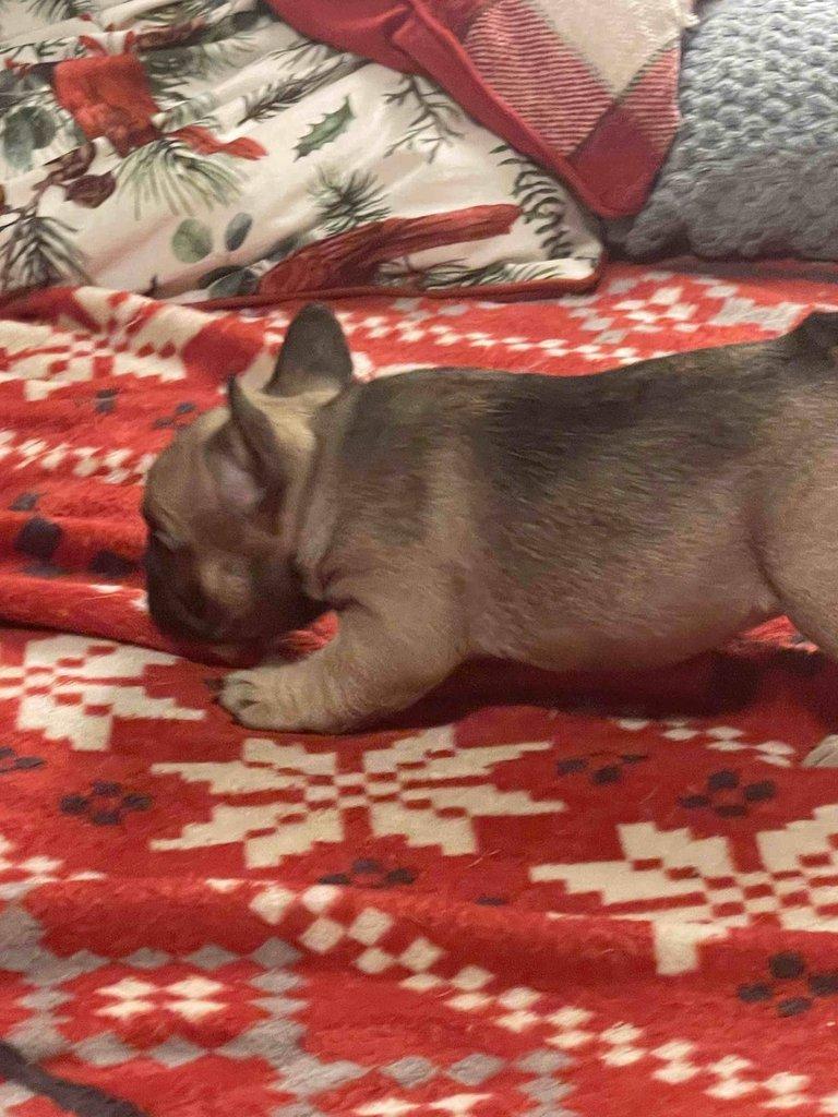 Štěňátka francouzských buldočků s PP FCI