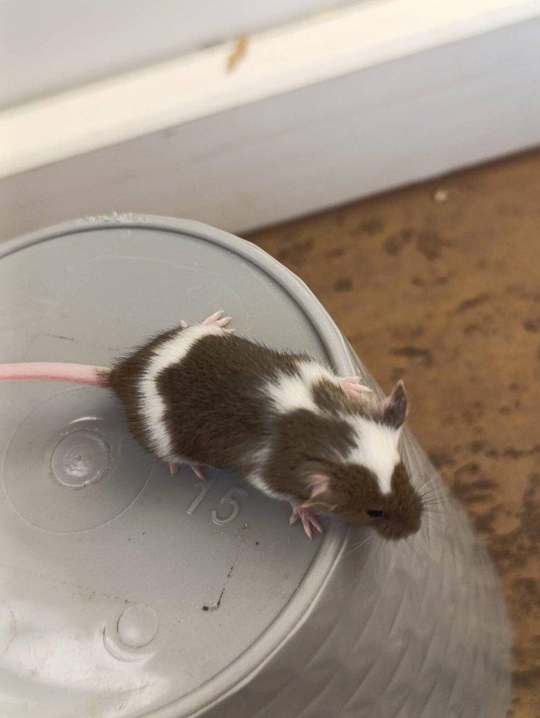 Barevné Fancy myšky