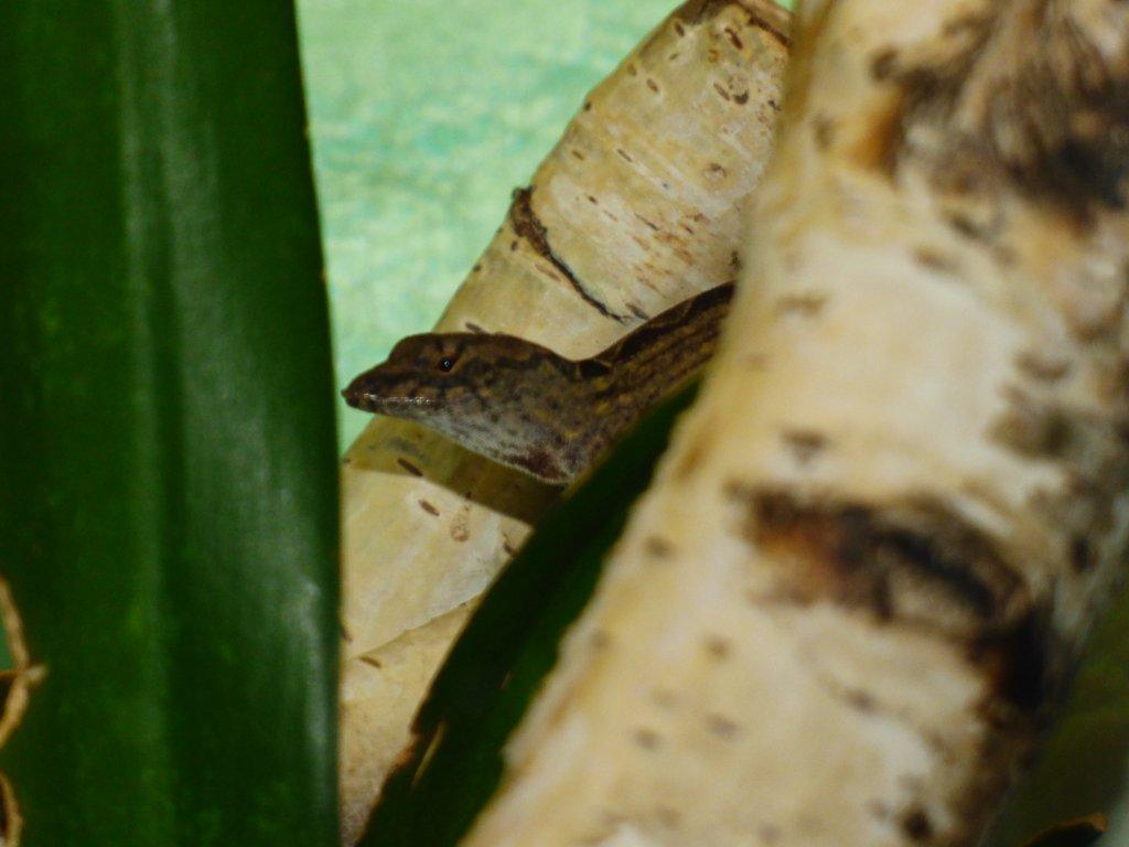 Anolis šedý (Anolis sagrei)