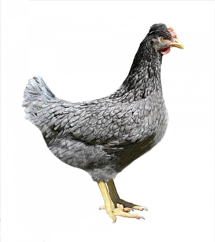 Slepice Nosnice Greenshell - snáší zdravá zelená, olivová a modrá vajíčka