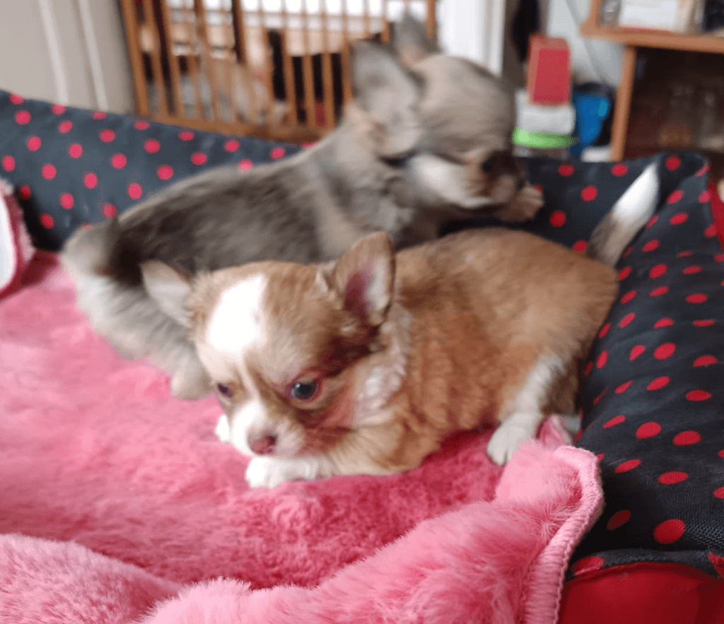 čivava dlouhosrstá s PP pes