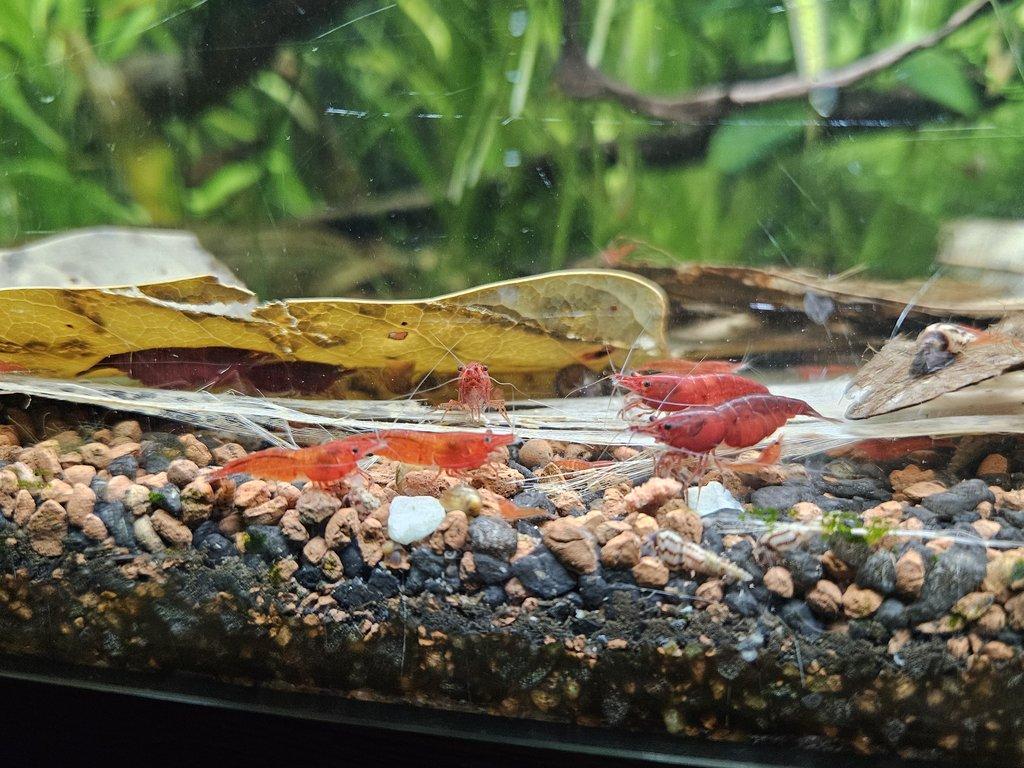 Sparťanské krevetky - červená, modrá, žlutá - čisté linie