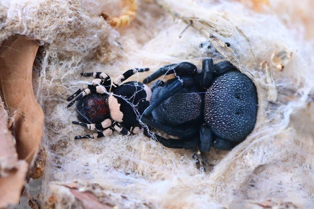 Největší afričtí stepnici