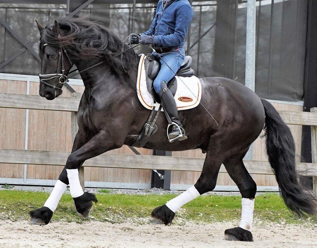SUPER SLADKÝ, EXTRÉMNĚ něžný, TALENTOVANÝ fríský hřebec na prodej