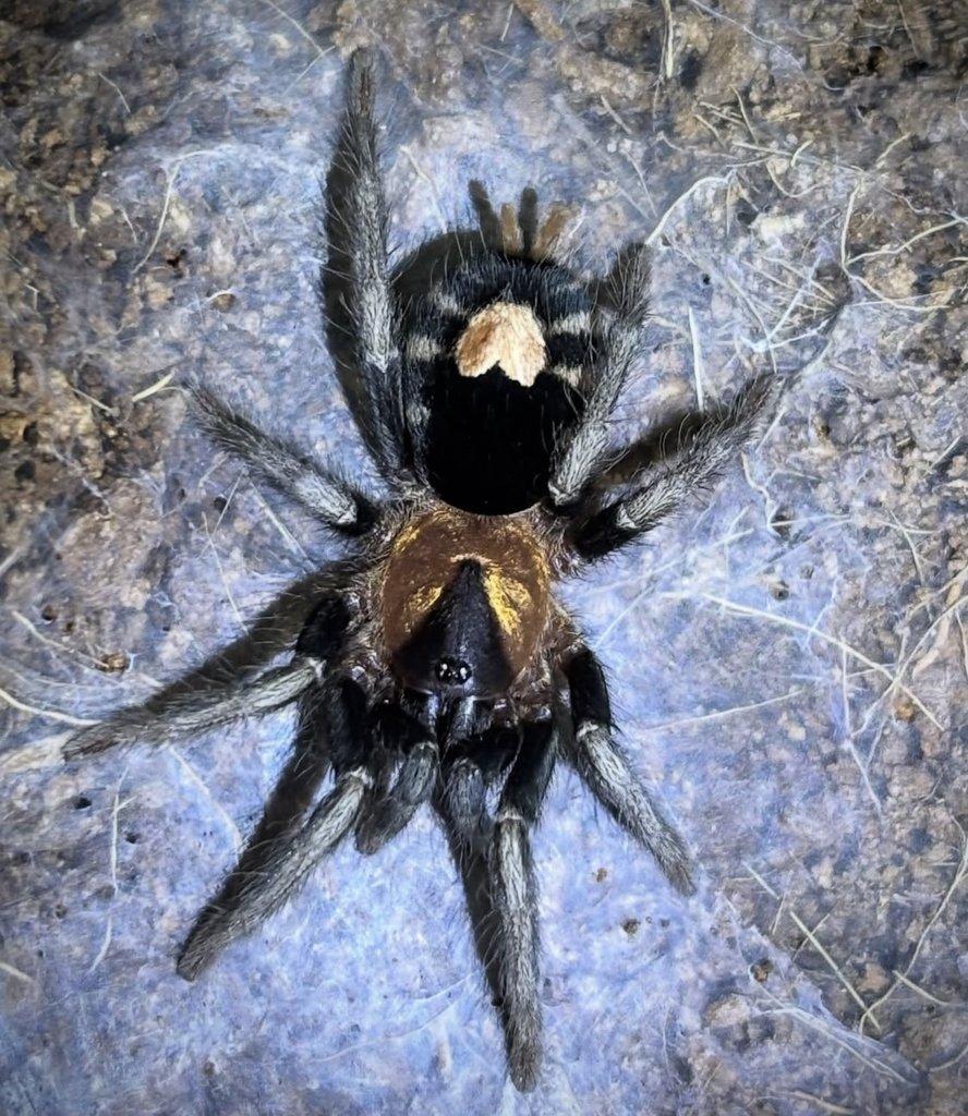B. hamorii, B. boehmei, M. balfouri, G. pulchripes, H. pulchripes ...