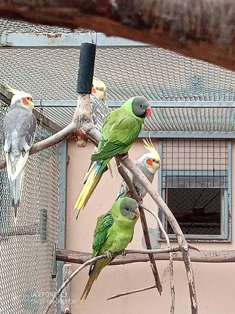 Alexandr černohlavý