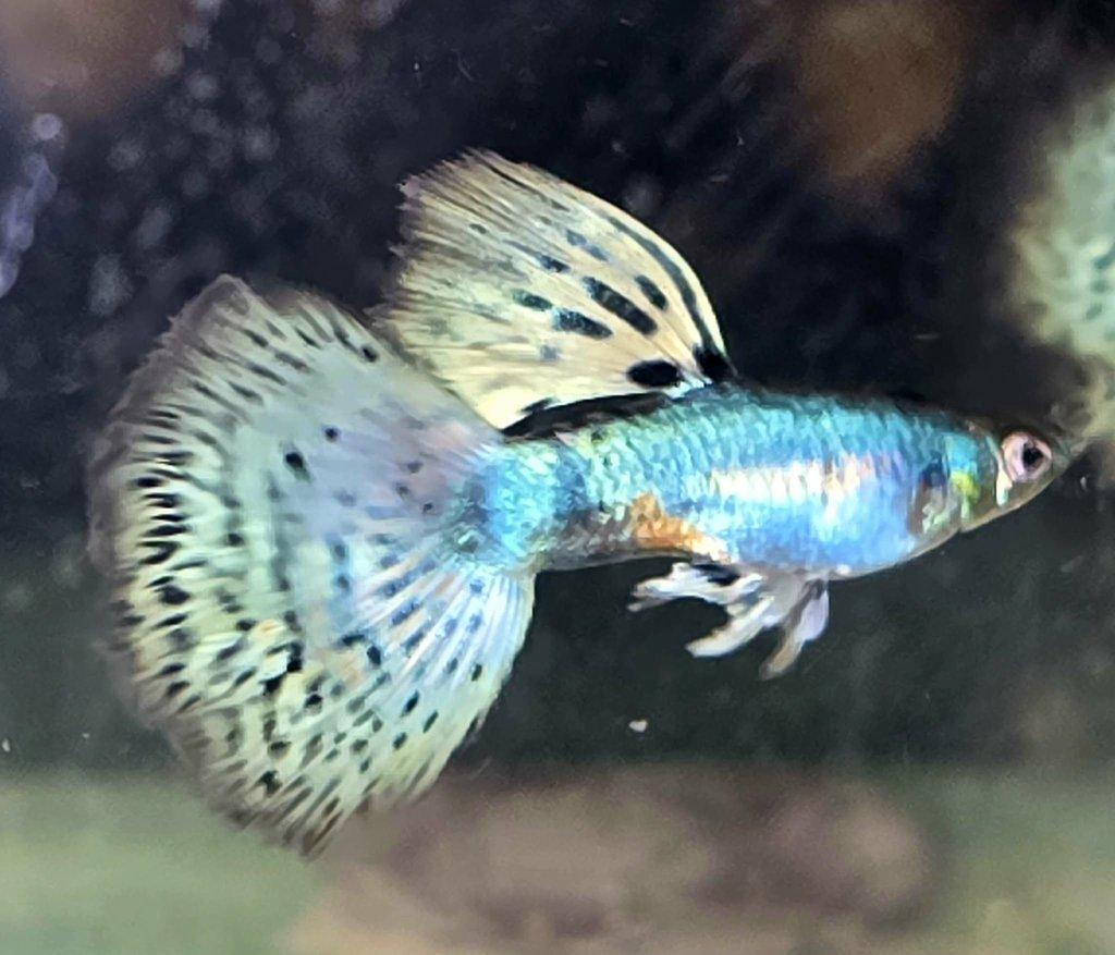 Krásná paví očka - 2 plus 1.