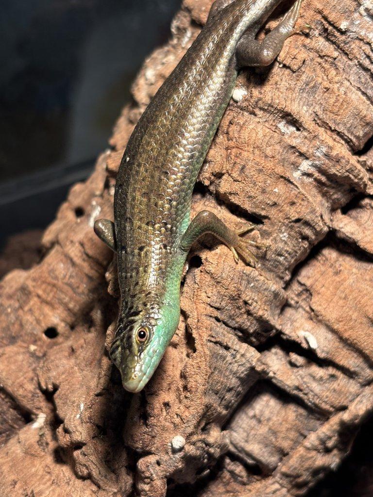 Varanus storri 1.0