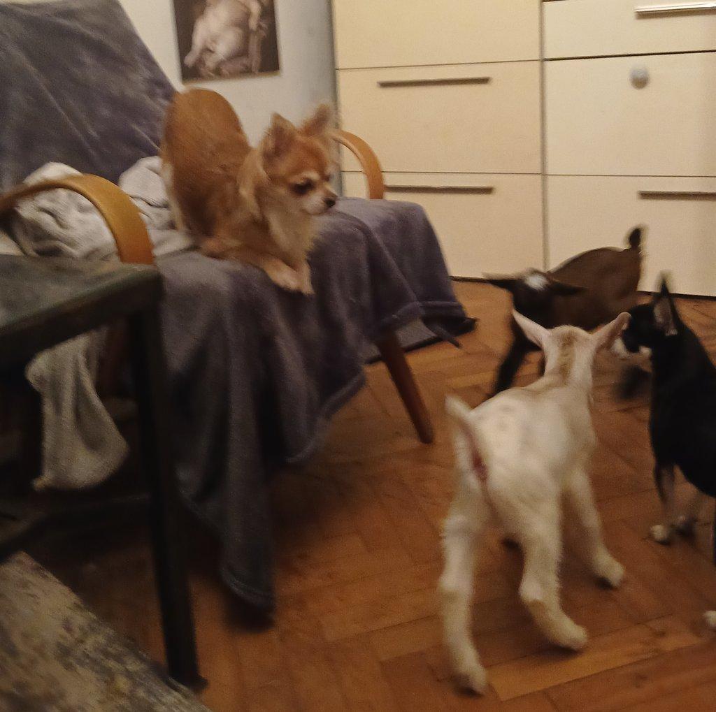 ZAKRSLÁ HOLANDSKÁ KOZA - RUČNĚ DOKRMENÁ KŮZLATA