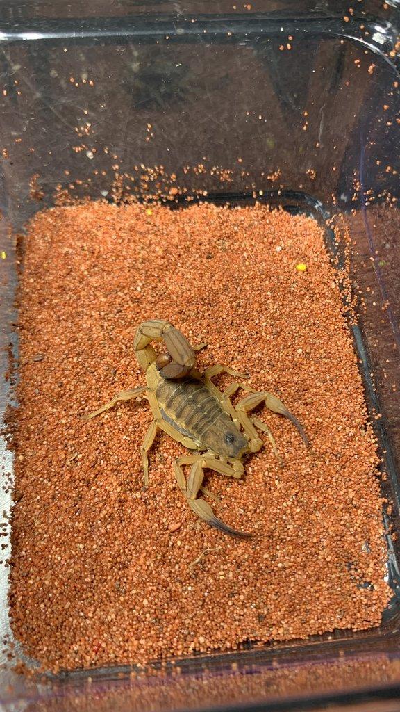 Štíři - vánoční akce do 15.12.