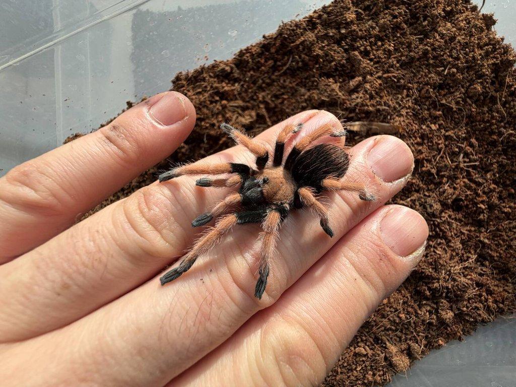 Grammmostola pulchra ....... ZIVA 20.12.
