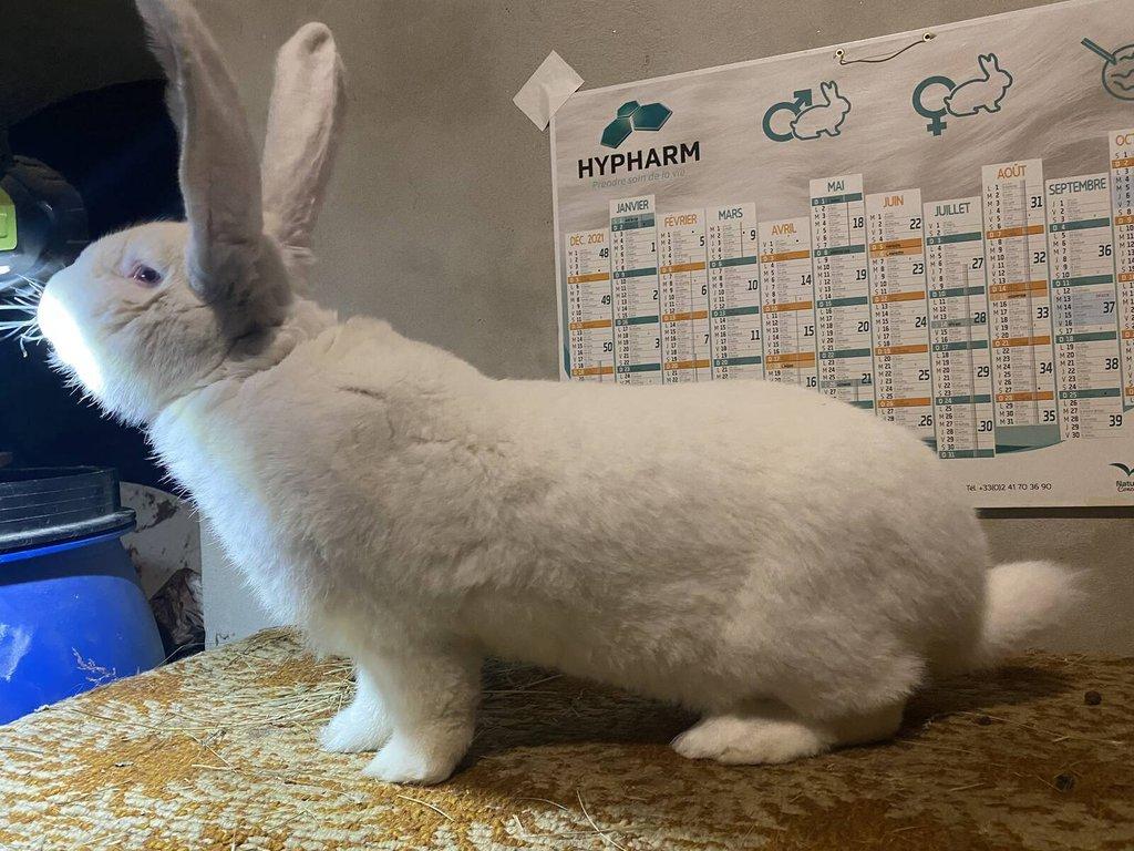 BELGICKÝ OBR ALBÍN