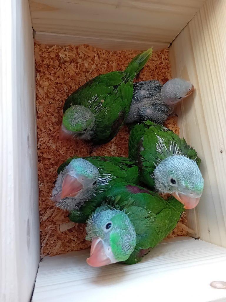 Ochočení ručně dokrmení alexandři velcí