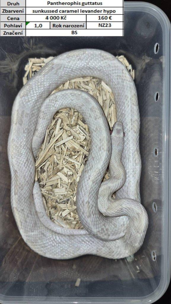 Pantherophis guttatus