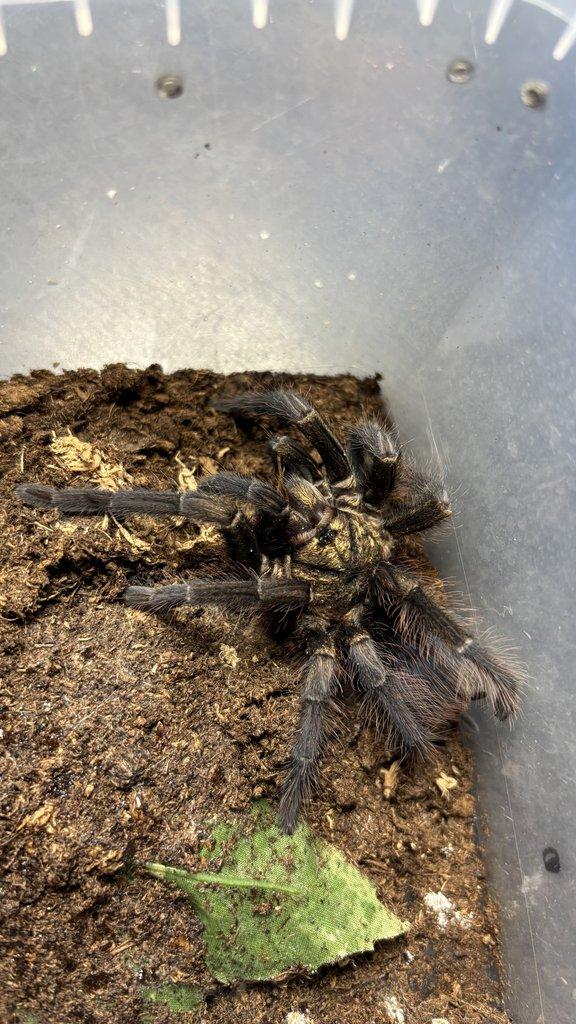 Živá exotika 20.12